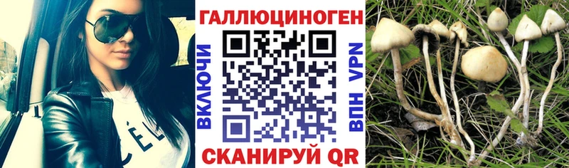Купить где  Высоковск  Галлюциногенные грибы MAGIC MUSHROOMS 